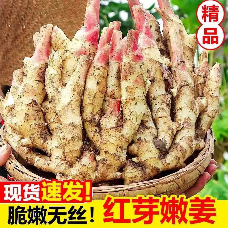 四川新鲜嫩仔姜泡菜醋泡