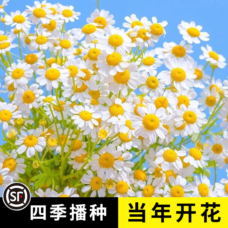 洋甘菊花种子四季播种开花易活植物室内外阳台庭院盆栽花卉种籽子