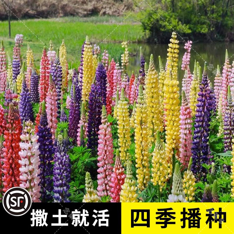 鲁冰花种子四季播种易活开花卉室内外阳台盆栽植物羽扇豆花种籽子