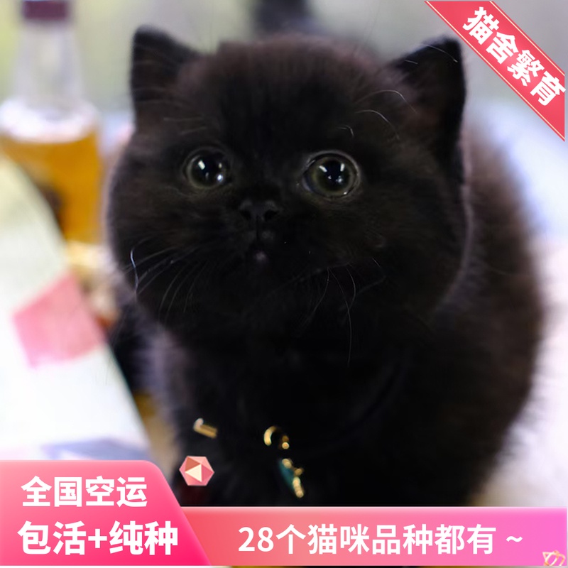 孟买猫纯种黑猫幼崽拿破仑矮脚短腿猫黑煤球猫辟邪