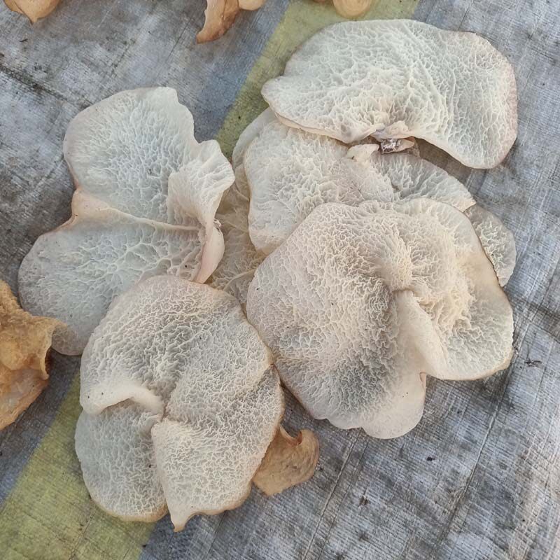 大片无根羊肚耳产地货源干货