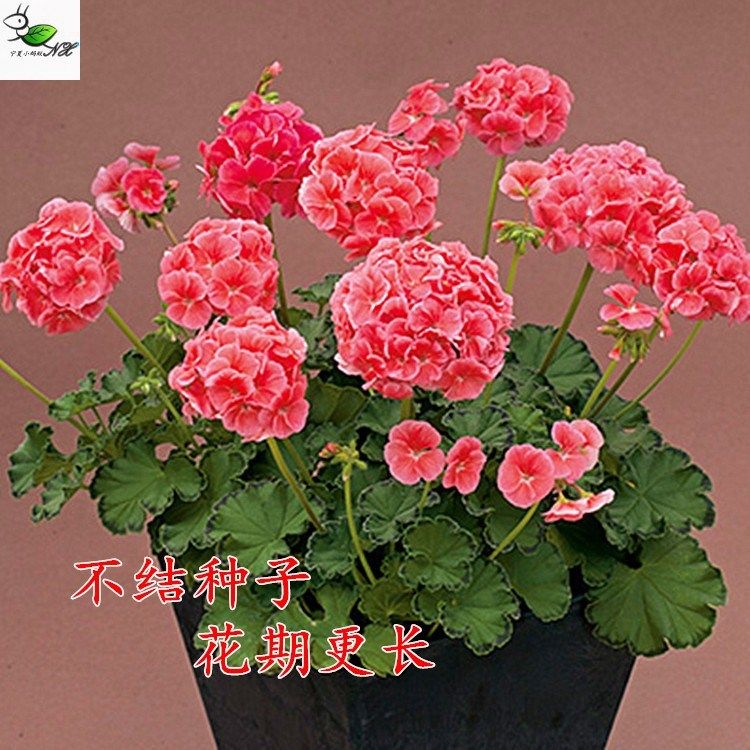 t11进口天竺葵种子/宁夏小蚂蚁多年生花卉春秋播花期长试播装5粒