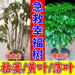 【拯救】幸福树专用营养液掉叶子发黄落叶枯萎烂根植物花卉盆栽肥