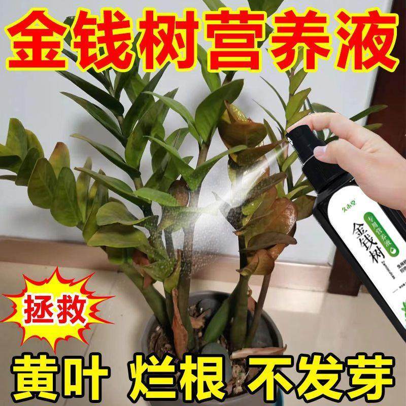 【常绿】金钱树爆芽素专用肥营养液预防黄叶生长缓慢催芽新型肥料