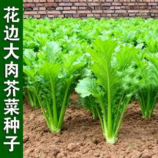 花边大肉芥种子青菜花叶芥菜种籽孑四季易种叶子菜庭院盆栽蔬菜种