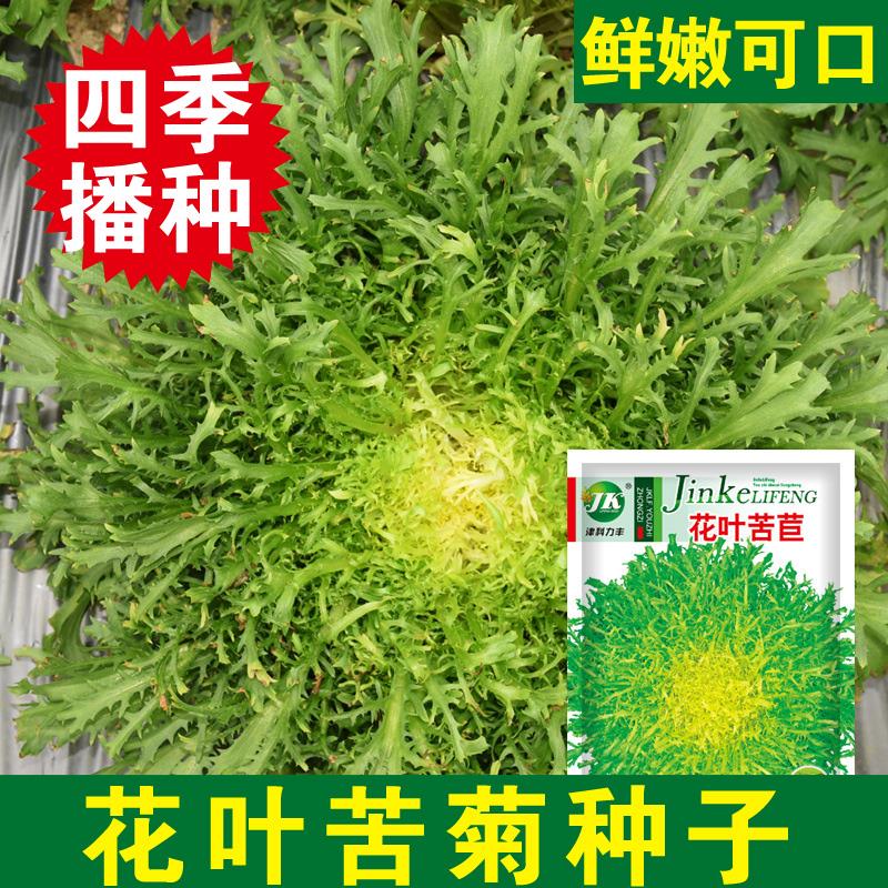 花叶苦苣苦菊种子黄心籽种阳台菜籽四季种籽冬季盆栽蔬菜孑菜种莱