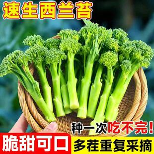 西兰苔种子西兰花白菜苔芥兰菜心秧苗四季阳台种植蔬菜种籽孑大全