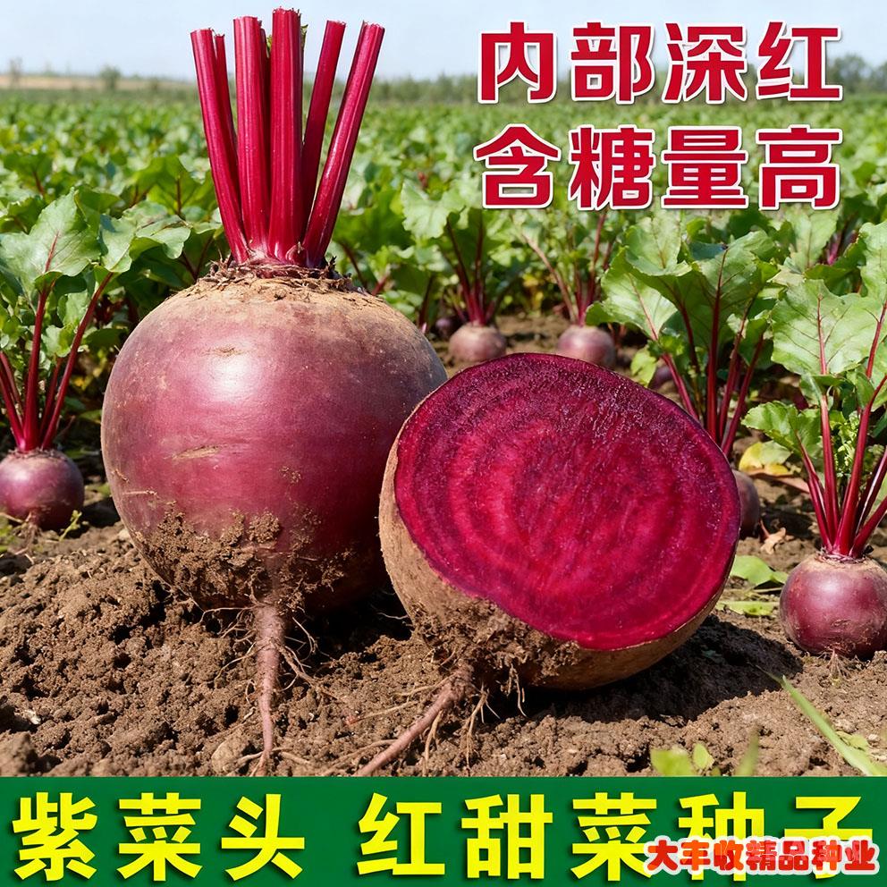 红甜菜根紫菜头糖量高榨汁四季春夏秋季菜园好吃蔬菜水果种子籽孑