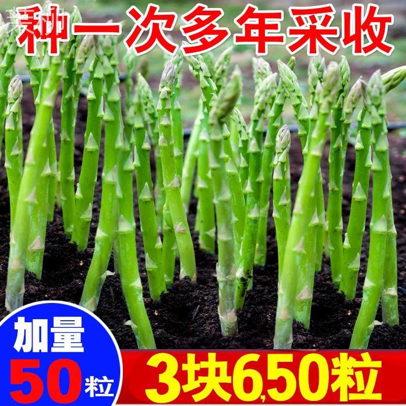 芦笋种籽四季芦笋种孑多年生芦笋种子龙须菜种盆栽耐热耐寒非根苗