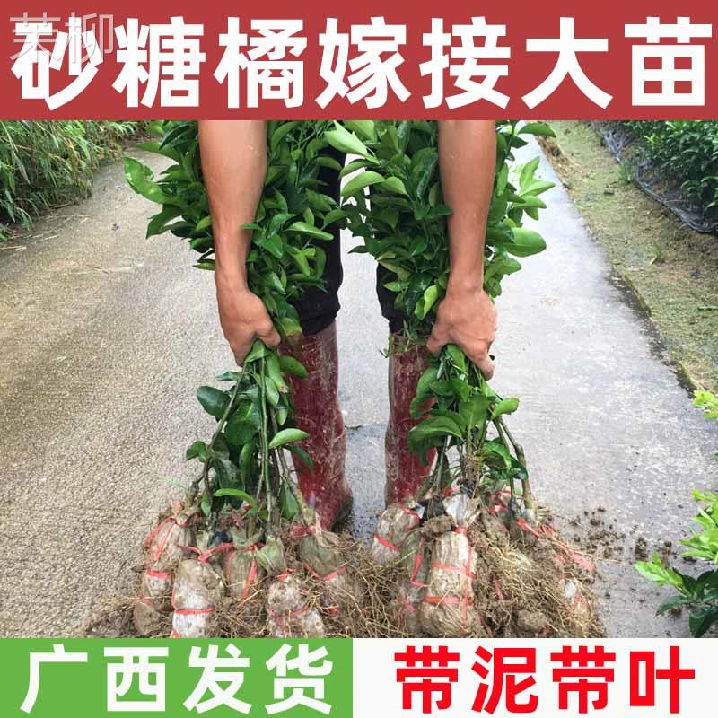 沙糖桔子树苗嫁接砂糖橘树苗水果苗盆栽南方种植橘子树苗柑橘果树