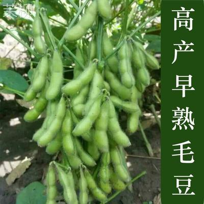 高产大粒毛豆种子黄豆种籽豆角种子阳台盆栽四季播蔬菜种子包邮。