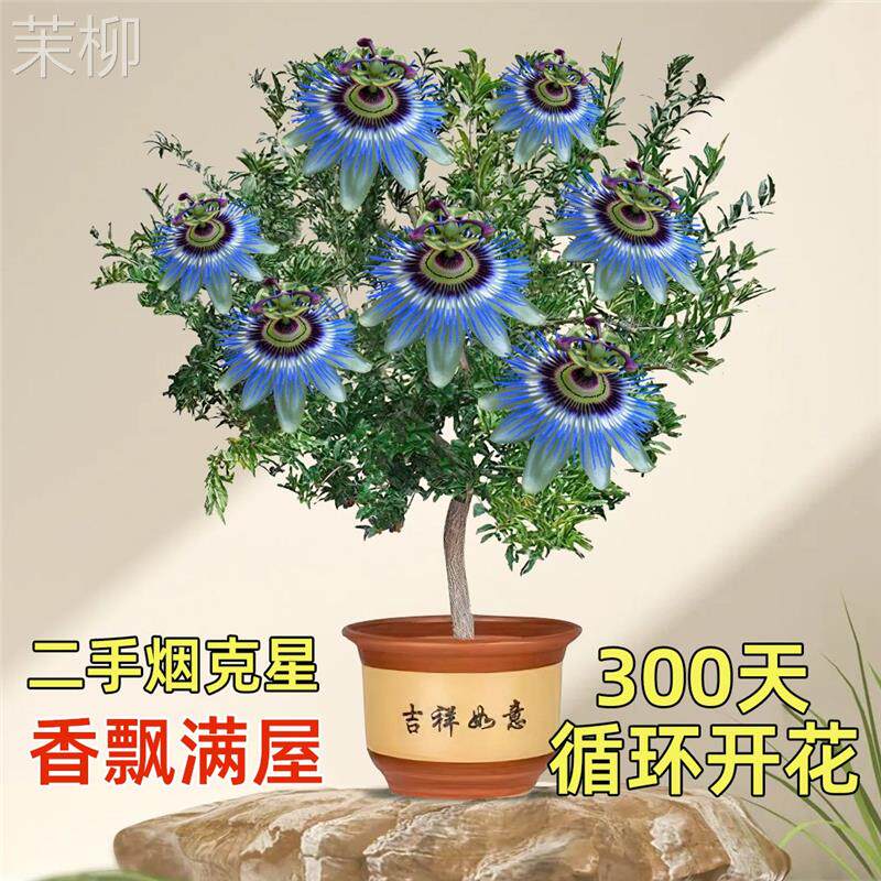 浓香四季开花醉美人重瓣大花卉耐热耐寒室内外好养不死植物驱蚊花