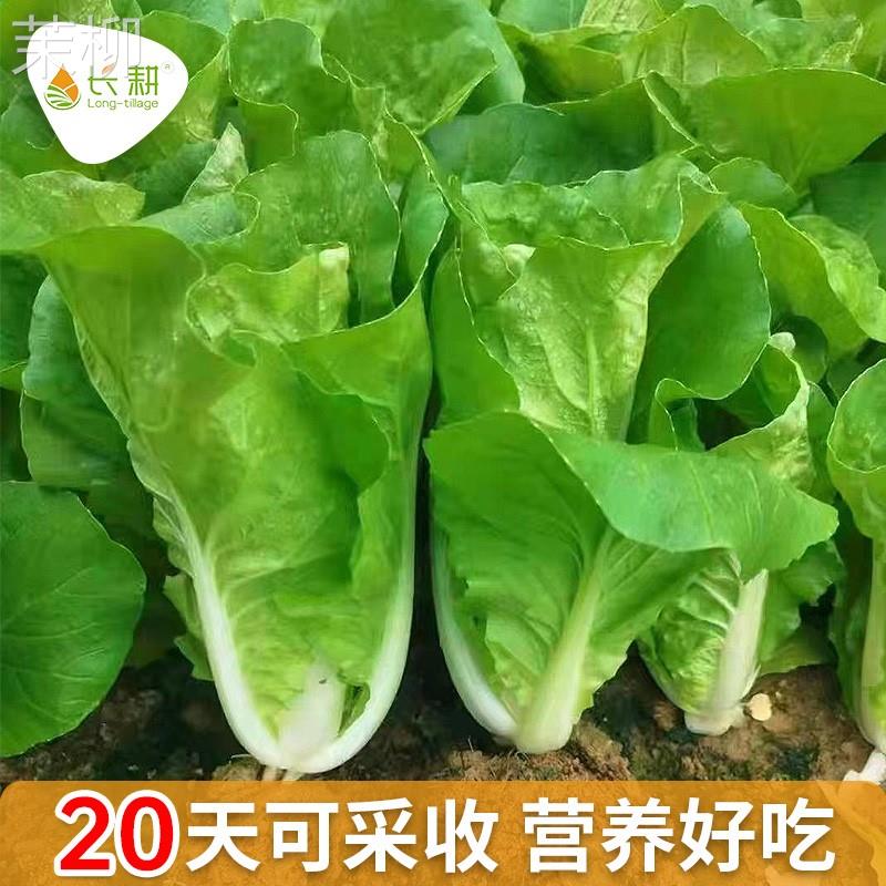 四季奶油快菜种籽小白菜种子速生58快菜种子春秋盆栽青菜蔬菜种孑