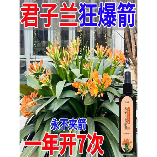 Clivia催箭剂，黄叶催花专用肥料，非开花植物性营养液，不稀释