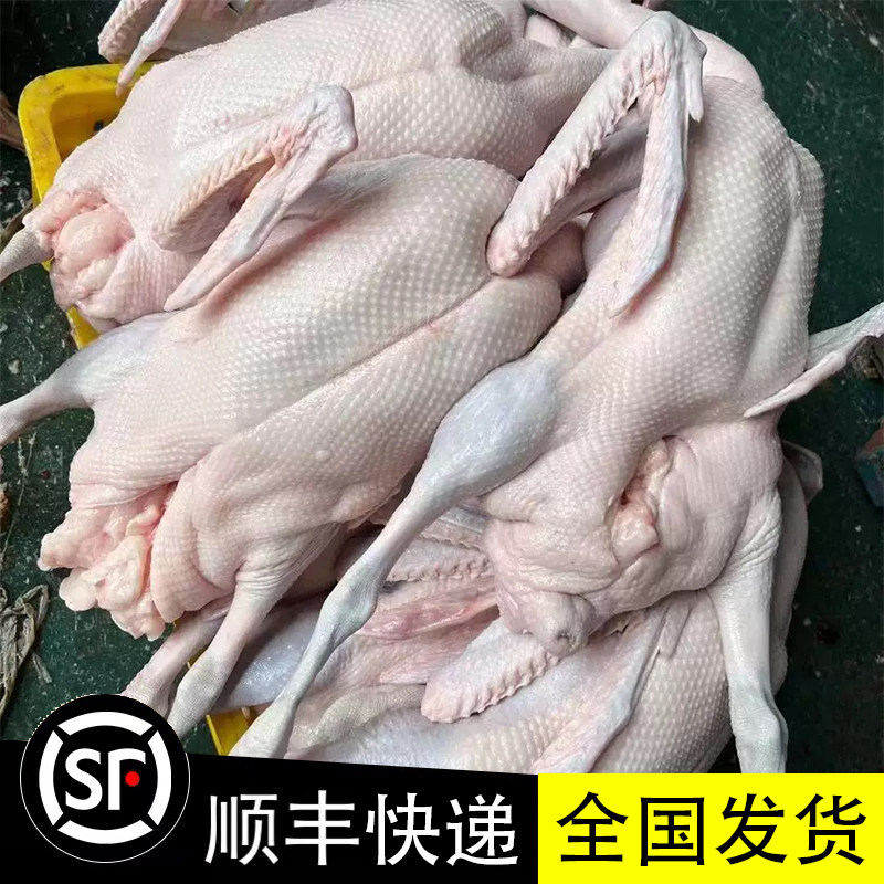 广东清远黑棕鹅6-8斤1只烧鹅商用新鲜现杀正宗棚鹅烧腊餐厅酒店