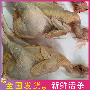 新鲜现杀阉鸡土鸡农家散养生鲜扇鸡走地鸡白切鸡太监鸡白斩鸡煲汤