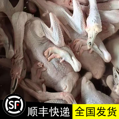 广东狮头鹅10-15斤1只新鲜现杀卤味整只餐饮商用大鹅冷冻批发光鹅