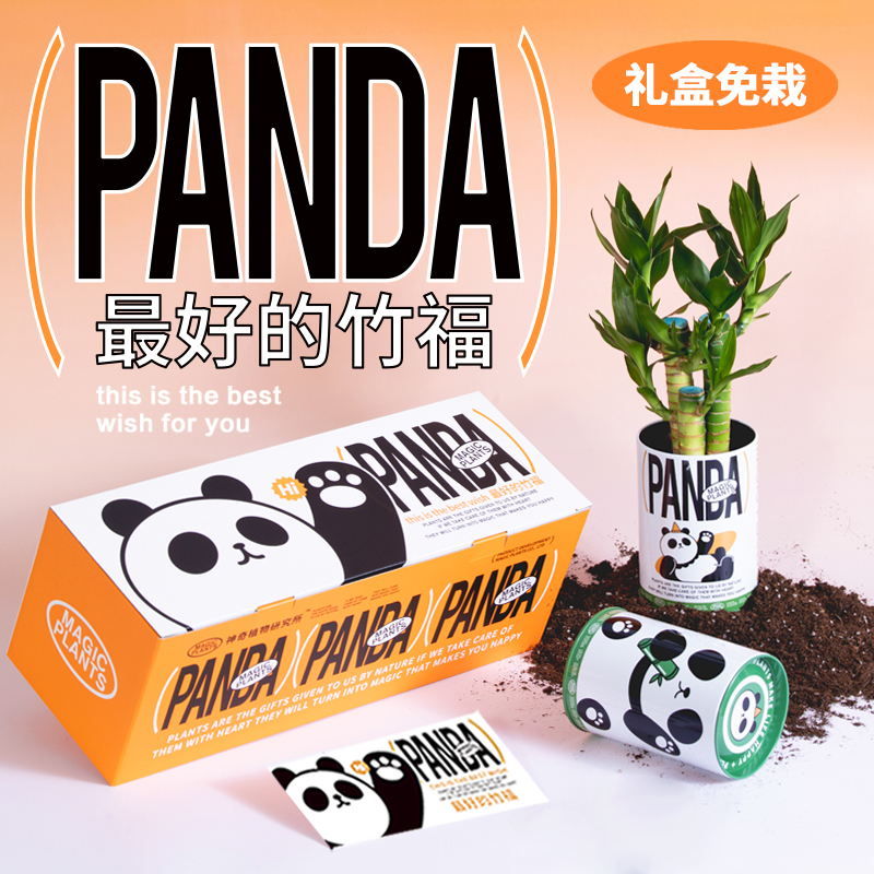 神奇植物情绪稳定植物盆栽发财树室内办公室桌面创意生日女生礼物