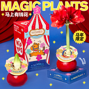 神奇植物蜡封朱顶红蜡球注定红懒人室内桌面植物年宵花马年礼物