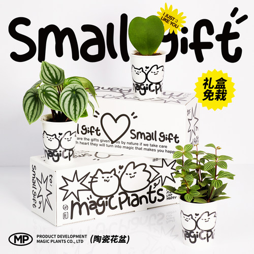 网红西瓜皮椒草免栽绿植礼盒