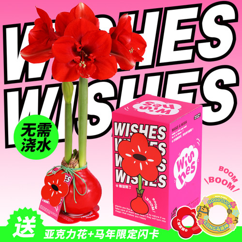 朱顶红无需浇水懒人植物自行开花