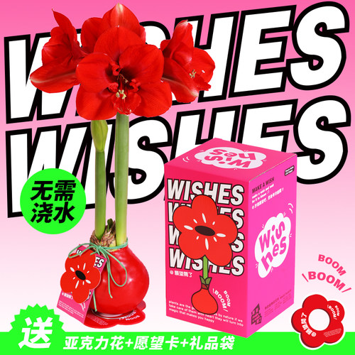 朱顶红无需浇水懒人植物自行开花