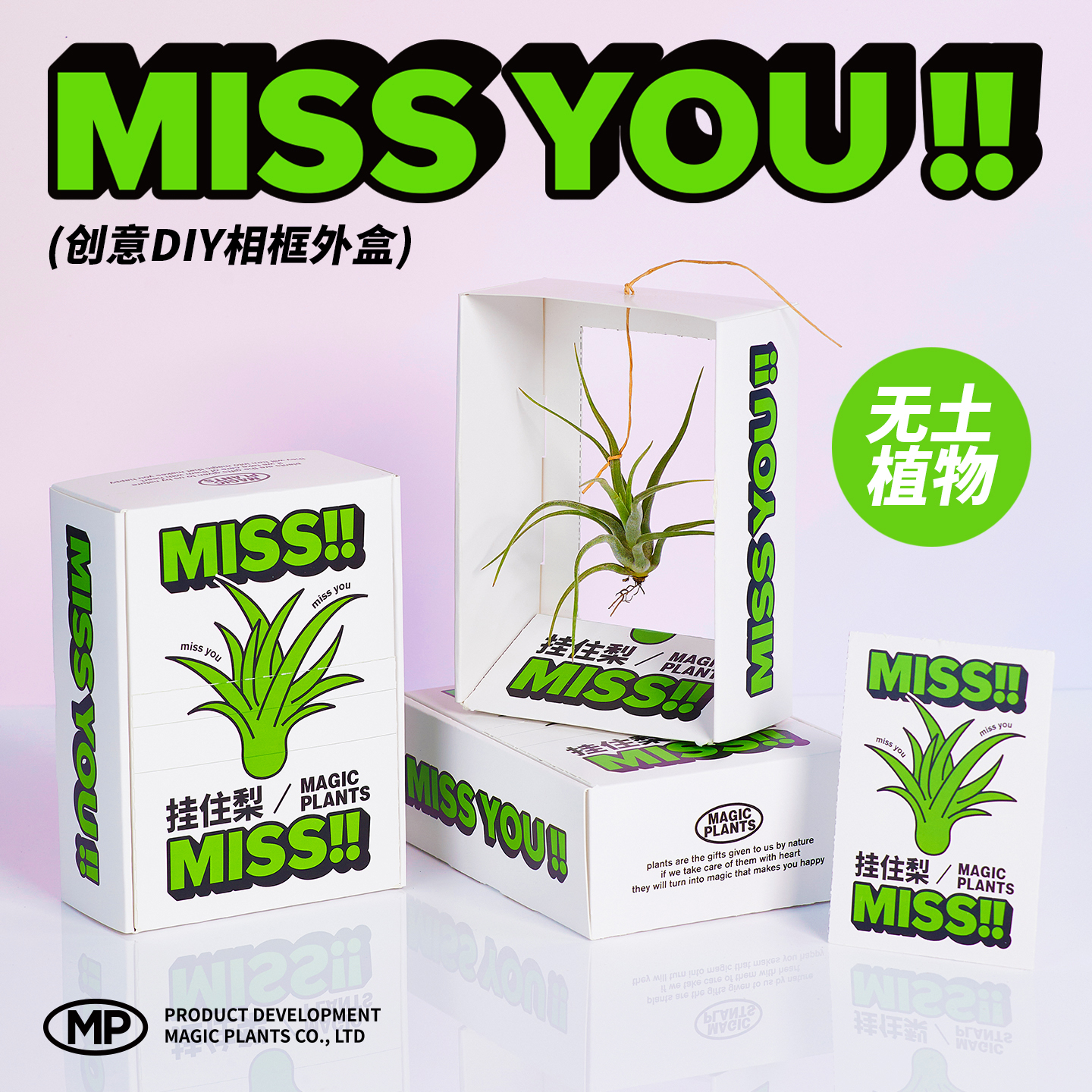 空气凤梨无土植物DIY相框礼物