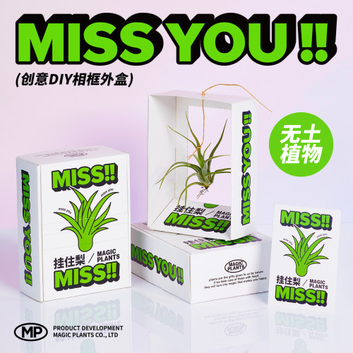 空气凤梨无土植物DIY相框礼物