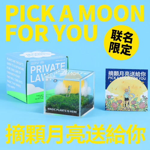 苔藓微景观办公室桌面创意绿植