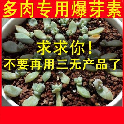 优雅素多肉植物优牙素爆芽素专用 相关商品 价格 图片 优惠券 优雅素多肉植物优牙素爆芽素专用相关淘宝天猫折扣查询