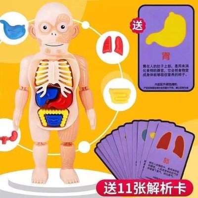 人体结构器官模型全身可拆卸拼装内脏骨骼3d骨架儿童医学解剖玩具
