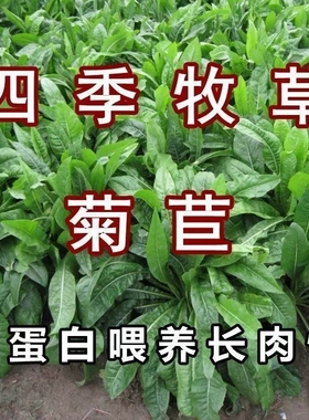 大叶菊苣种籽多年生喂猪菜种子牛羊鱼鸡鸭鹅爱吃的牧草种子兔子草