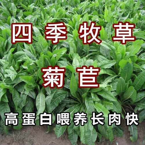 大叶菊苣种籽多年生喂猪菜种子