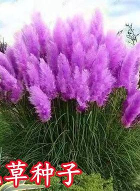 粉黛乱子草蓝羊茅兔尾草种子庭院观赏草耐寒花卉花草种籽芦苇草籽