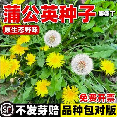 四季播种易活阳台盆栽根茶欧尼蒂