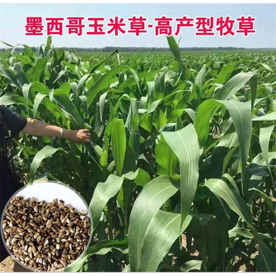 墨西哥玉米草种牧籽四季养