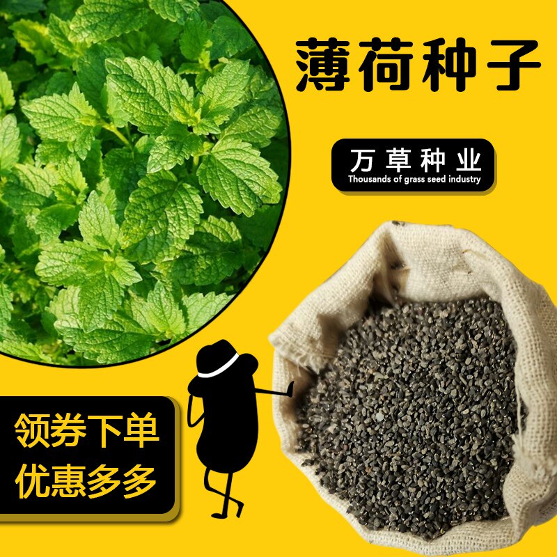 可食用薄荷种子盆栽四季开花易活室内室外花种籽子孑植物花卉花籽