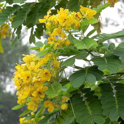 堤坝护坡灌木植物药材籽决