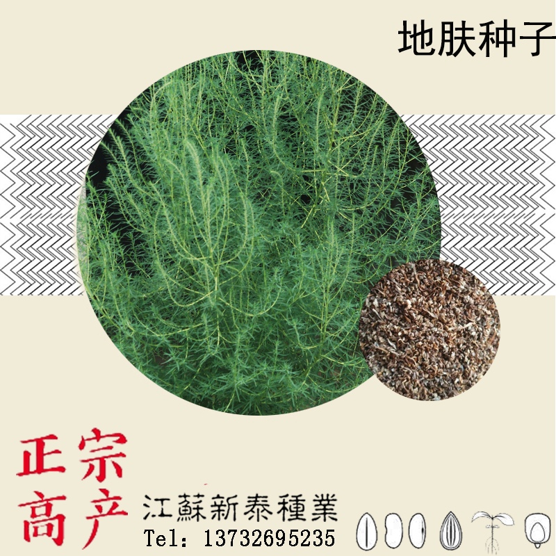 散装地肤种子  扫帚子 笤帚 地肤子 落帚地伏 铁扫把种子包邮