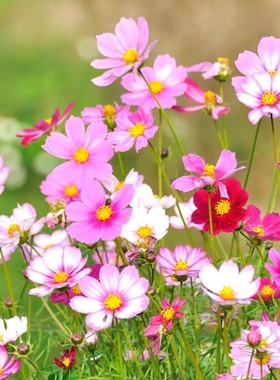 波斯菊花种子格桑花种籽子多彩四季播种开花易活花籽庭院室外种孑