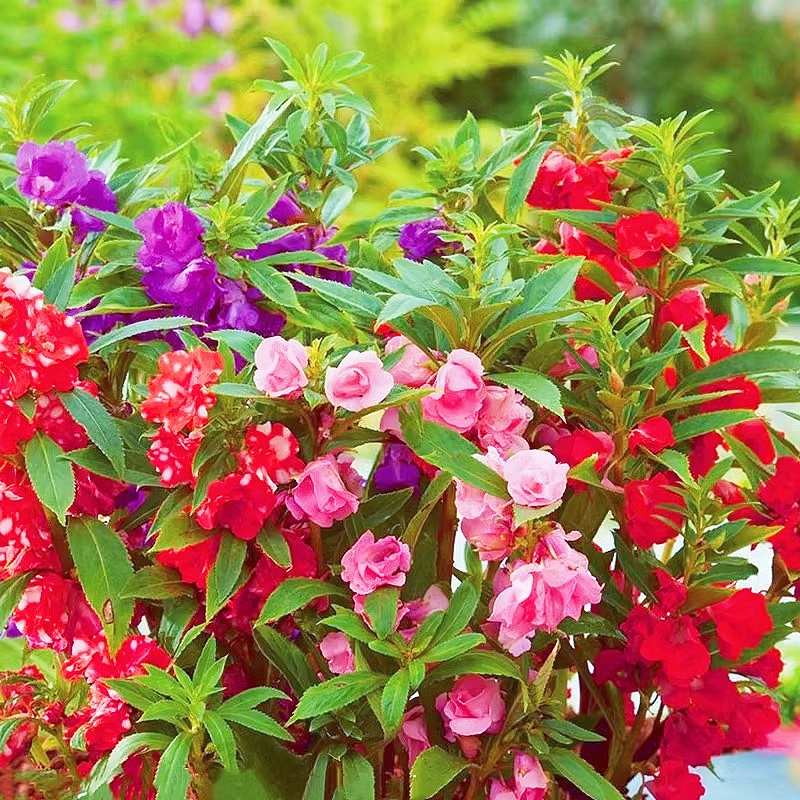 重瓣茶花凤仙花种子活向日葵易指甲花庭院种植四季播种花卉种籽孑