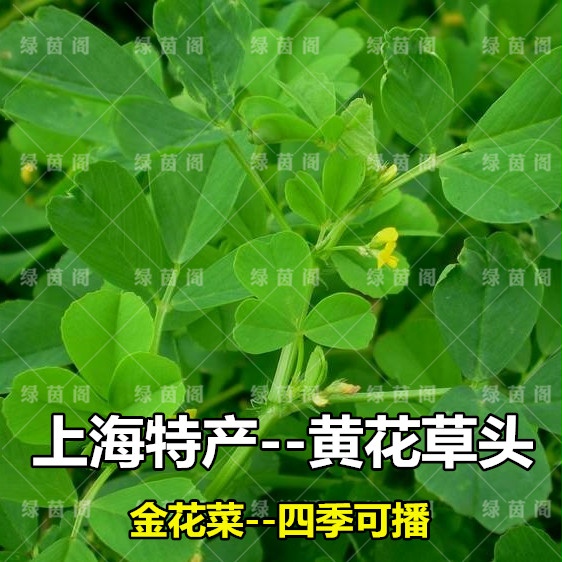 黄花草头种籽食用大叶野菜种子