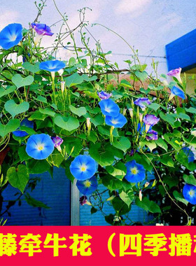 牵牛花花籽四季开花不断易种易活庭院阳台室外盆栽爬藤喇叭花种子
