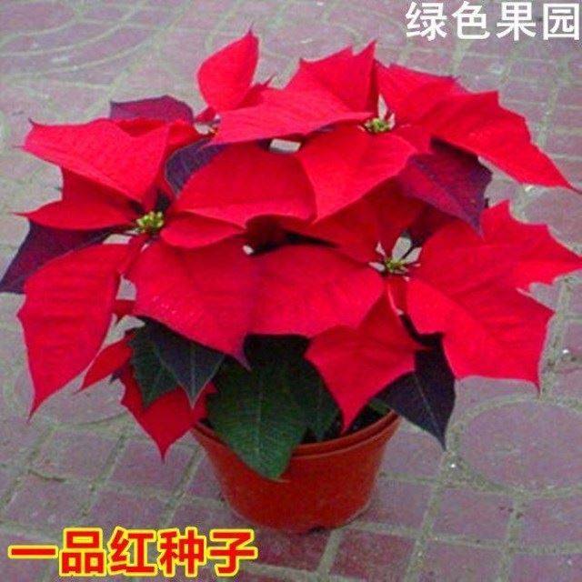 一品红种子 室内观叶植物 圣诞花卉盆栽阳台庭院四季易种,鲜花速递/花卉仿真/绿植园艺,家庭园艺种子,淘宝优惠券,粉丝福利购,淘宝优惠卷