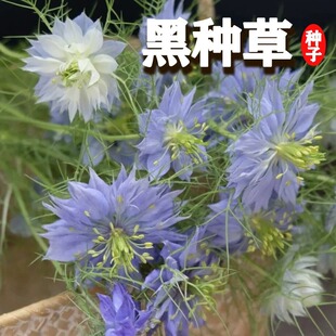 黑种草种子香草波斯宝石黑子草种籽阳台盆栽景观花海四耐寒季花籽