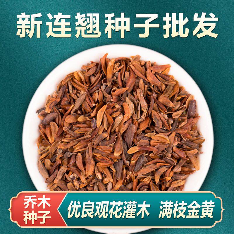 中药材连翘种子药用连翘花树苗种籽500g中药材籽连翘青翘种孑乔木