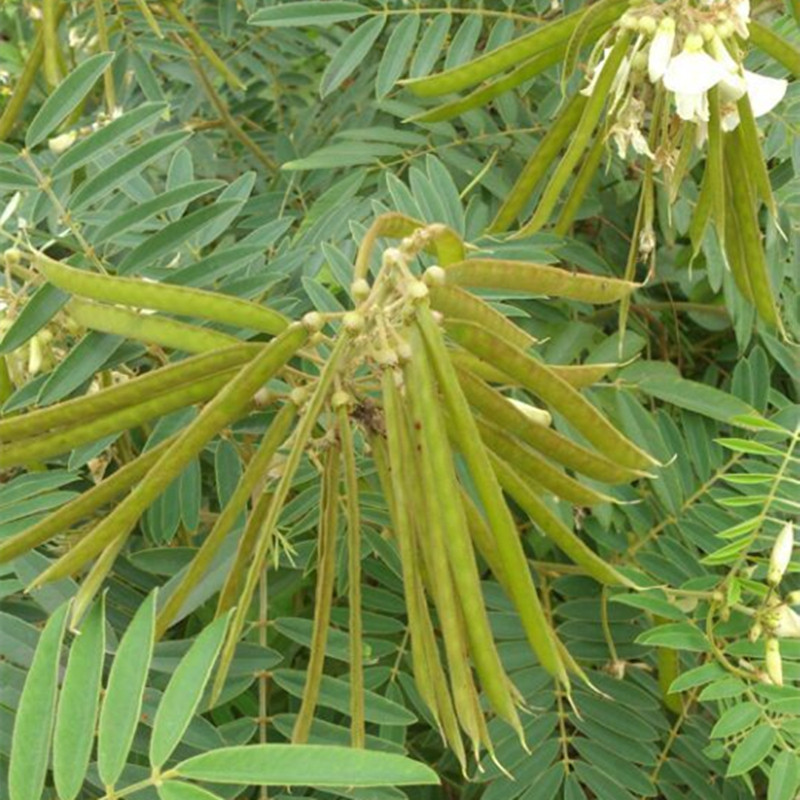 山毛豆种子林木籽白灰短萼