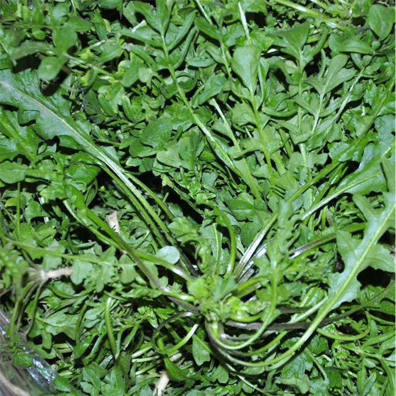 散装荠菜种子大叶四季播种阳台盆栽蔬菜野菜小叶花叶荠菜种子,鲜花速递/花卉仿真/绿植园艺,家庭园艺种子,淘宝优惠券,粉丝福利购,淘宝优惠卷