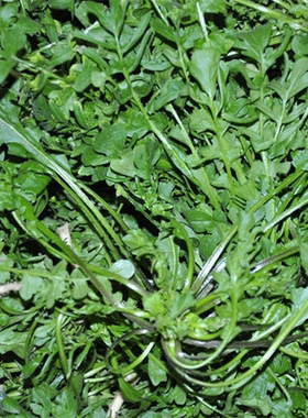 散装荠菜种子大叶四季播种阳台盆栽蔬菜野菜小叶花叶荠菜种子