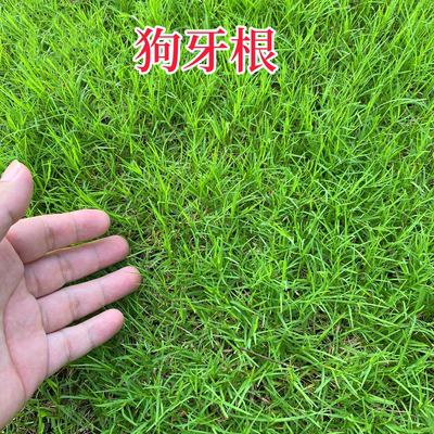 狗牙根草籽巴种四季绿化护